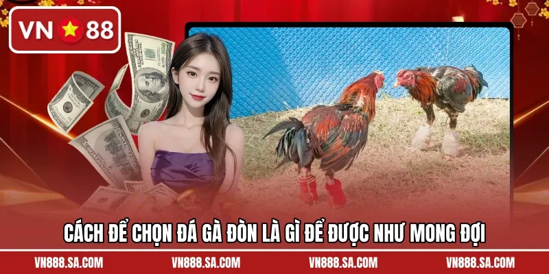 Cách để chọn đá gà đòn là gì để được như mong đợi