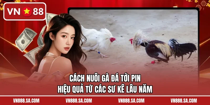 Cách Nuôi Gà Đá Tới Pin Hiệu Quả Từ Các Sư Kê Lâu Năm