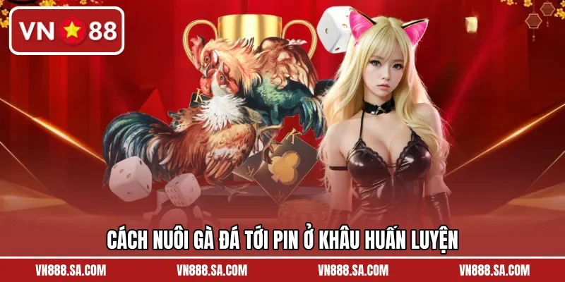 Cách nuôi gà đá tới pin ở khâu huấn luyện
