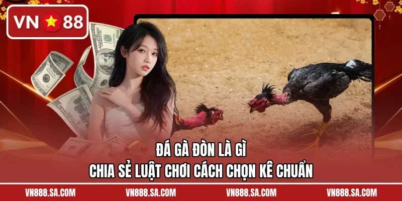 Đá Gà Đòn Là Gì – Chia Sẻ Luật Chơi Cách Chọn Kê Chuẩn