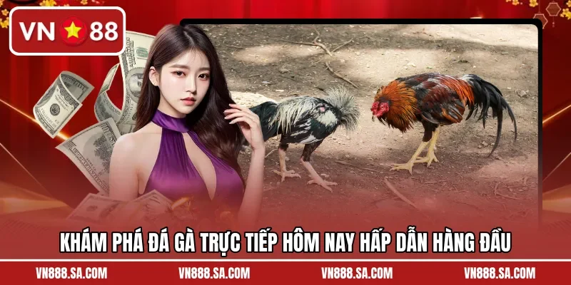 Khám phá đá gà trực tiếp hôm nay hấp dẫn hàng đầu