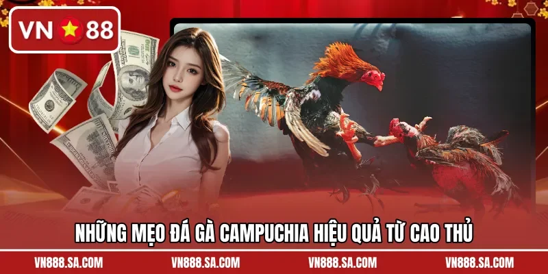 Những mẹo đá gà Campuchia hiệu quả từ cao thủ 