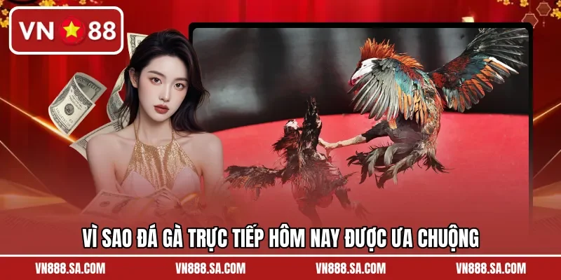 Vì sao đá gà trực tiếp hôm nay được ưa chuộng